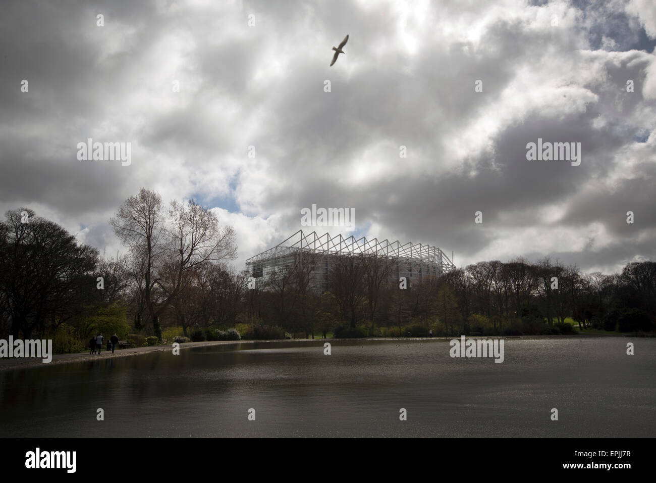 Une Mouette survolant un lac en Leazes Parc, situé derrière le stand Leazes du stade avant de Newcastle United Tottenham Hotspurs hôte dans un match de première division anglaise à St James' Park. Le match a été boycotté par une partie de la critique de soutien à domicile du rôle de propriétaire Mike Ashley et de parrainage par une société de prêt sur salaire. Le match a été remporté par Spurs par 3-1, regardée par 47 427, la ligue la plus basse de la saison à la porte du stade. Banque D'Images