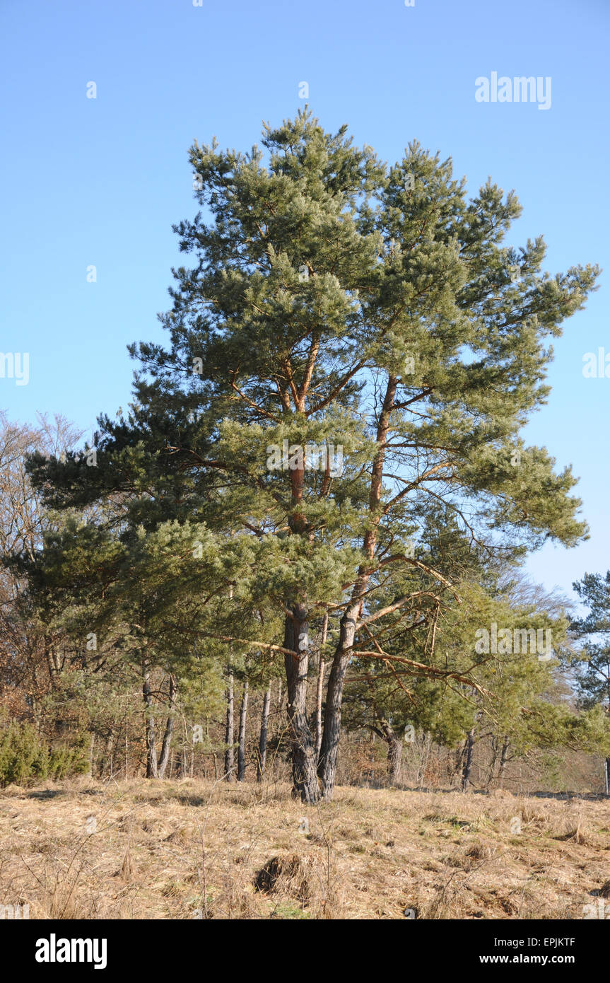 Pin sylvestre Banque D'Images