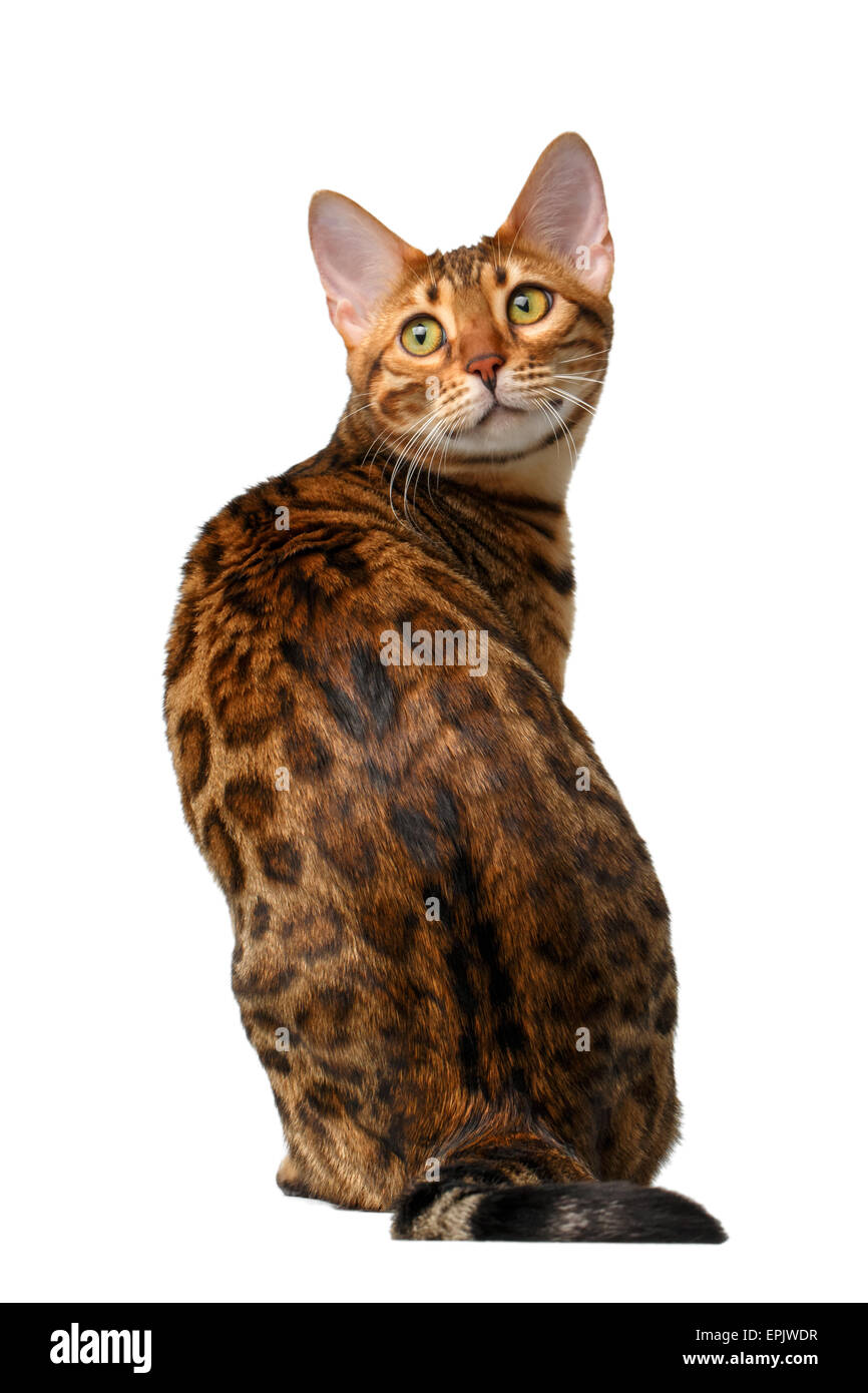 Bengal chat assis en arrière et se tourna sur blanc Banque D'Images