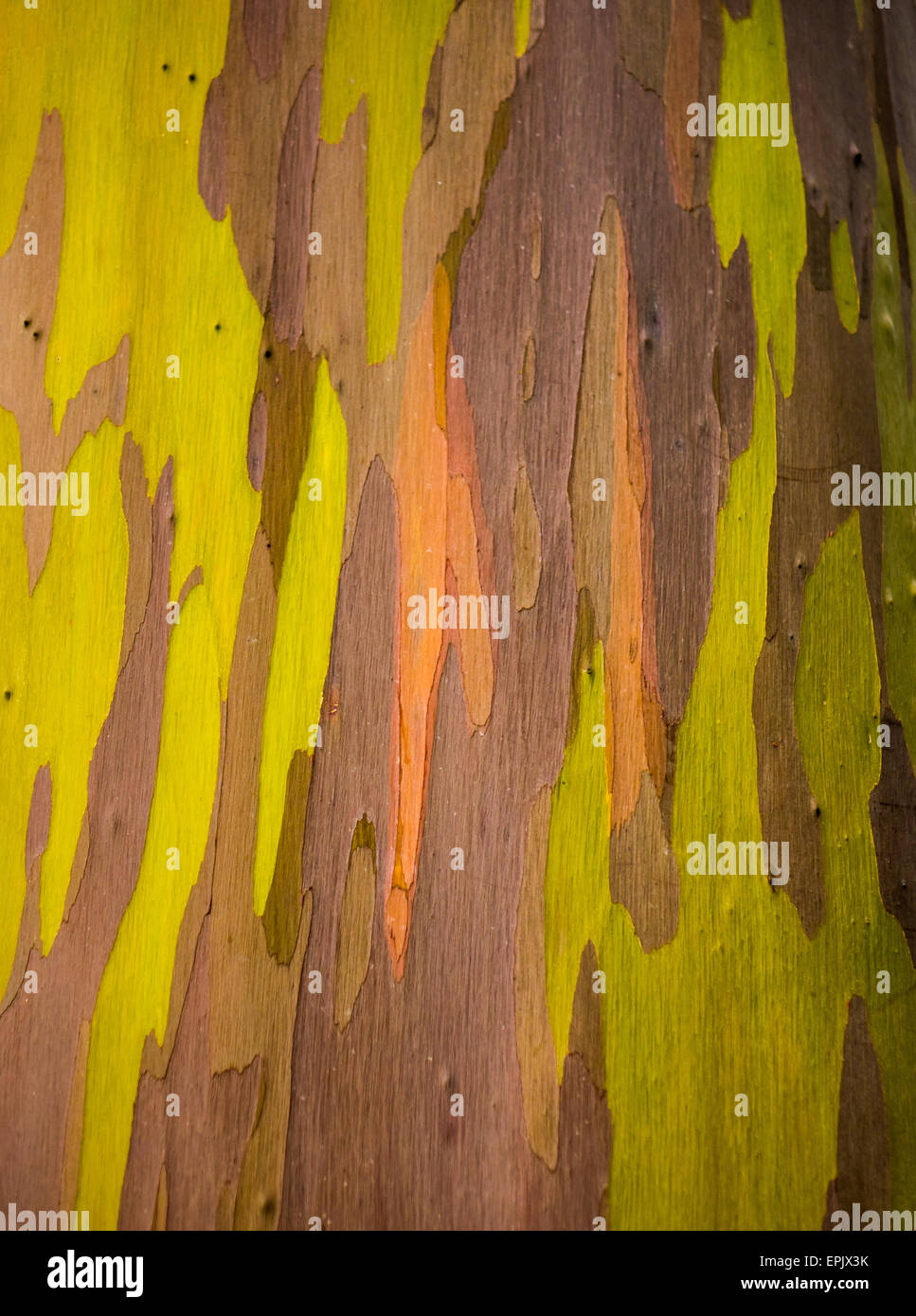 Détail de l'écorce de couleur Eucalyptus Arc-en-ciel Banque D'Images