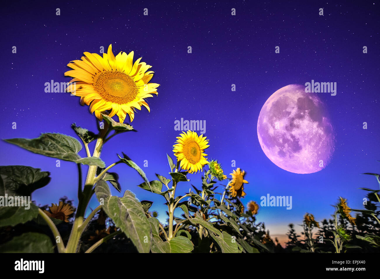 Pleine lune fleur lune nuit ciel Banque de photographies et d'images à  haute résolution - Alamy
