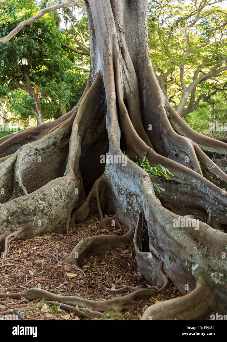 Moreton Bay Fig Tree roots Banque D'Images