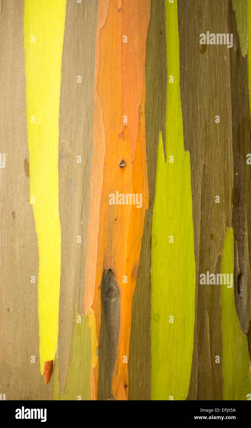 Détail de l'écorce de couleur Eucalyptus Arc-en-ciel Banque D'Images