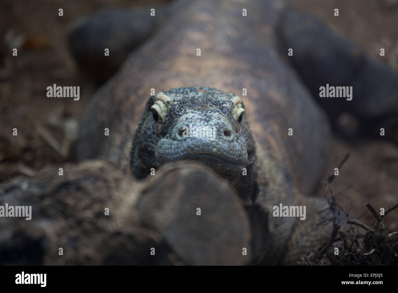 Vous pourrez vous détendre exotiques lézard reptile prédateur dangereux commode sleeping dragon écailleux Banque D'Images Vous pourrez vous détendre exotiques lézard reptile prédateur dangereux commode sleeping dragon écailleux Banque D'Images