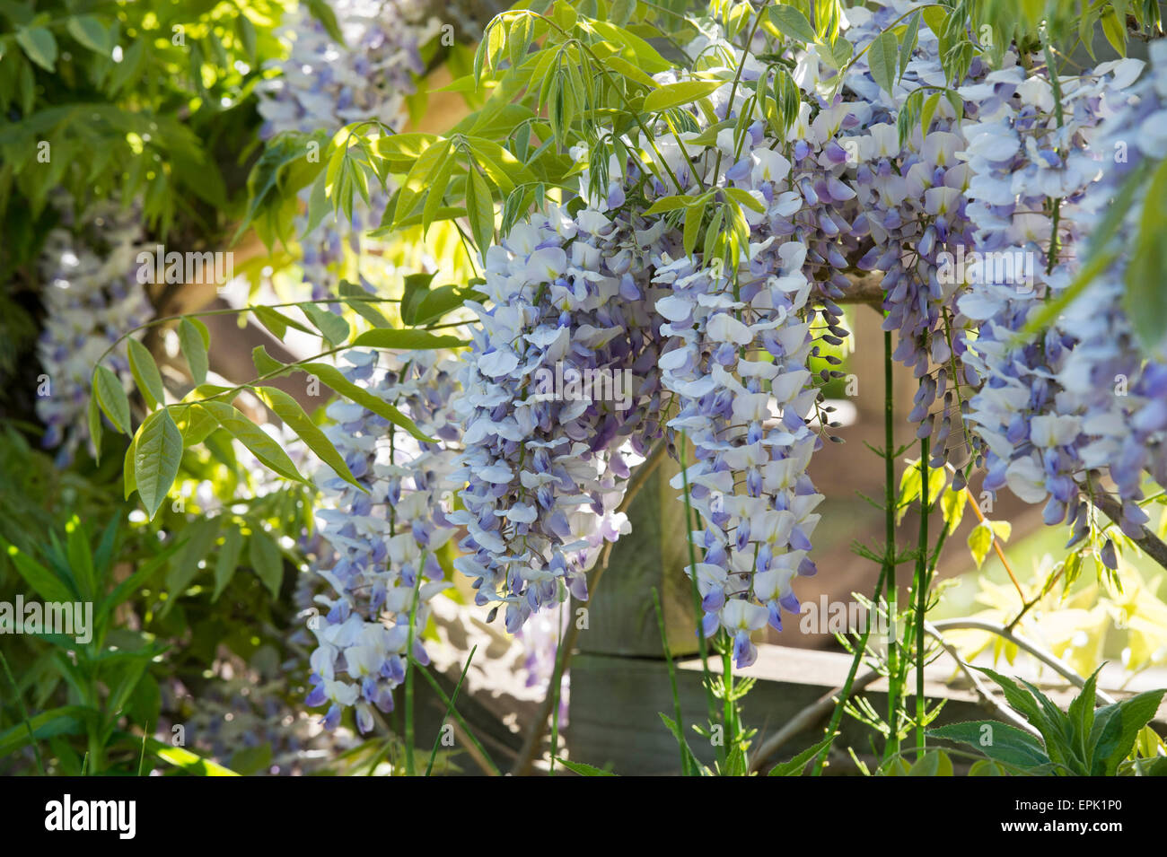 Wisteria floribunda 'fleurs' enchantement Banque D'Images