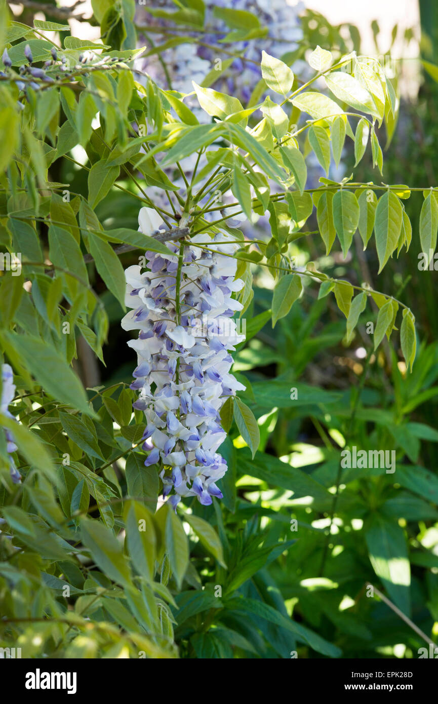 Wisteria floribunda 'fleurs' enchantement Banque D'Images