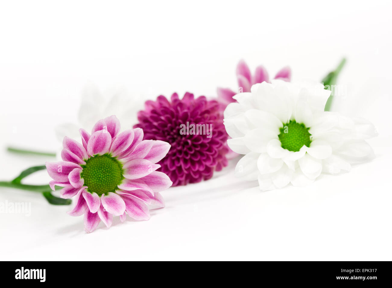 fleurs roses Banque D'Images