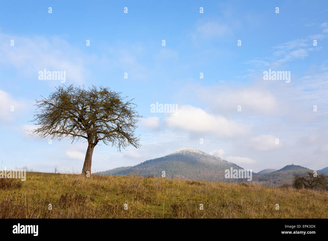 Arbre avec gui Banque de photographies et d’images à haute résolution ...