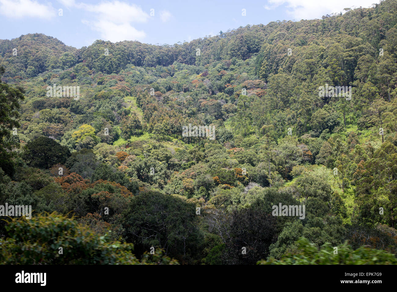 Montagnes boisées avec rainforest original dans les hautes terres du Sri Lanka, en Asie Banque D'Images