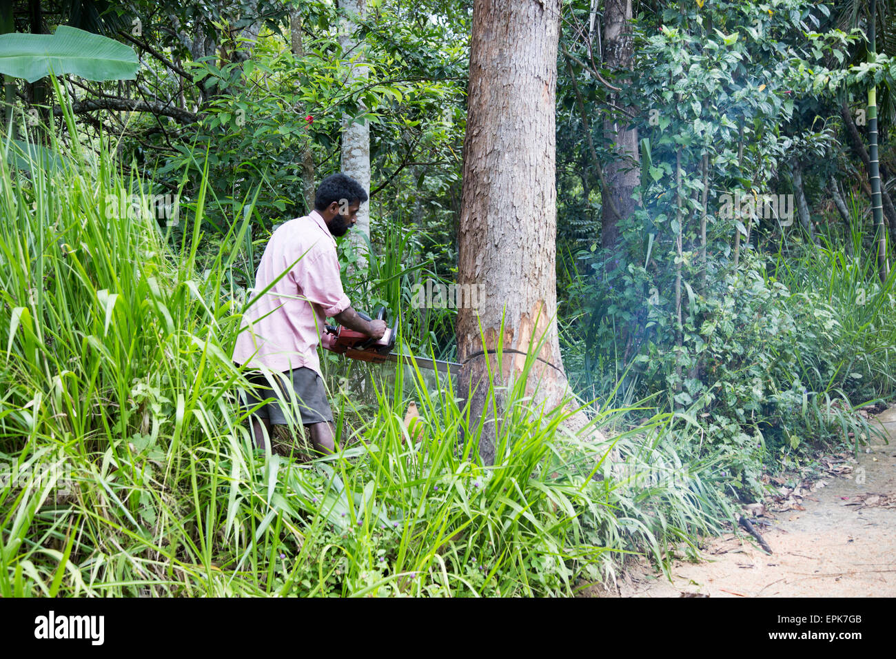 L'homme à l'aide de tronçonneuse pour abattre arbre de teck, Ella, le district de Badulla, Province d'Uva, au Sri Lanka, en Asie Banque D'Images