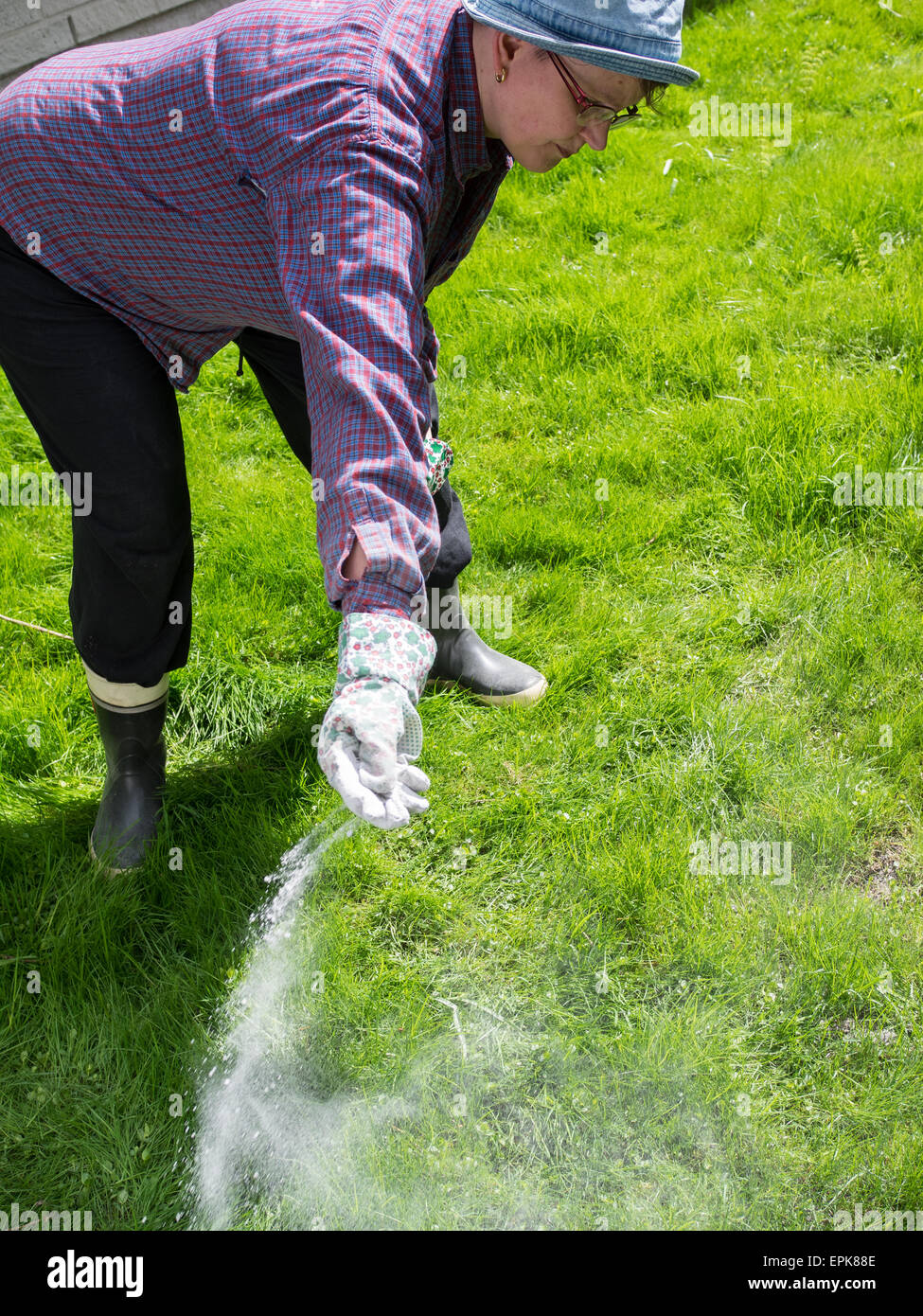 Femme prendre soin de la pelouse et fertiliser Banque D'Images