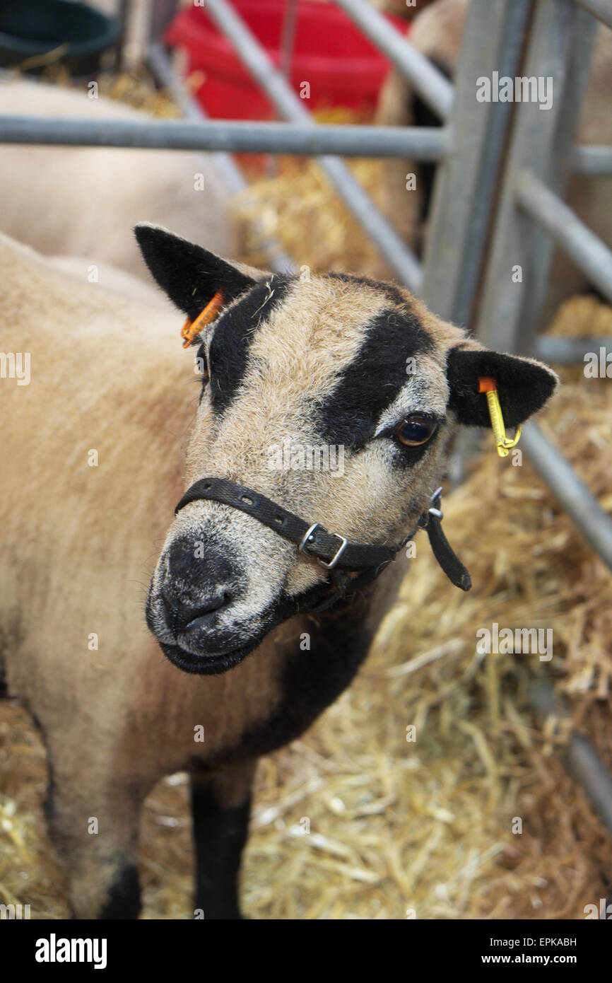 Badger face Welsh Mountain Sheep ( Torddu race ) avec des marques noires et blanches UK Banque D'Images