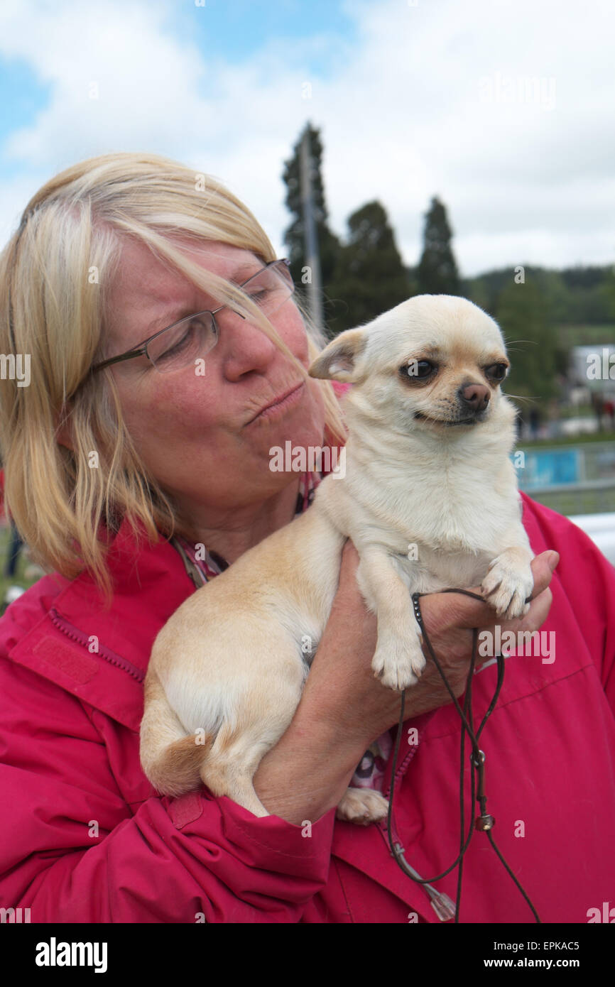 Enduit lisse chihuahua chien de compagnie avec admirant propriétaire Banque D'Images