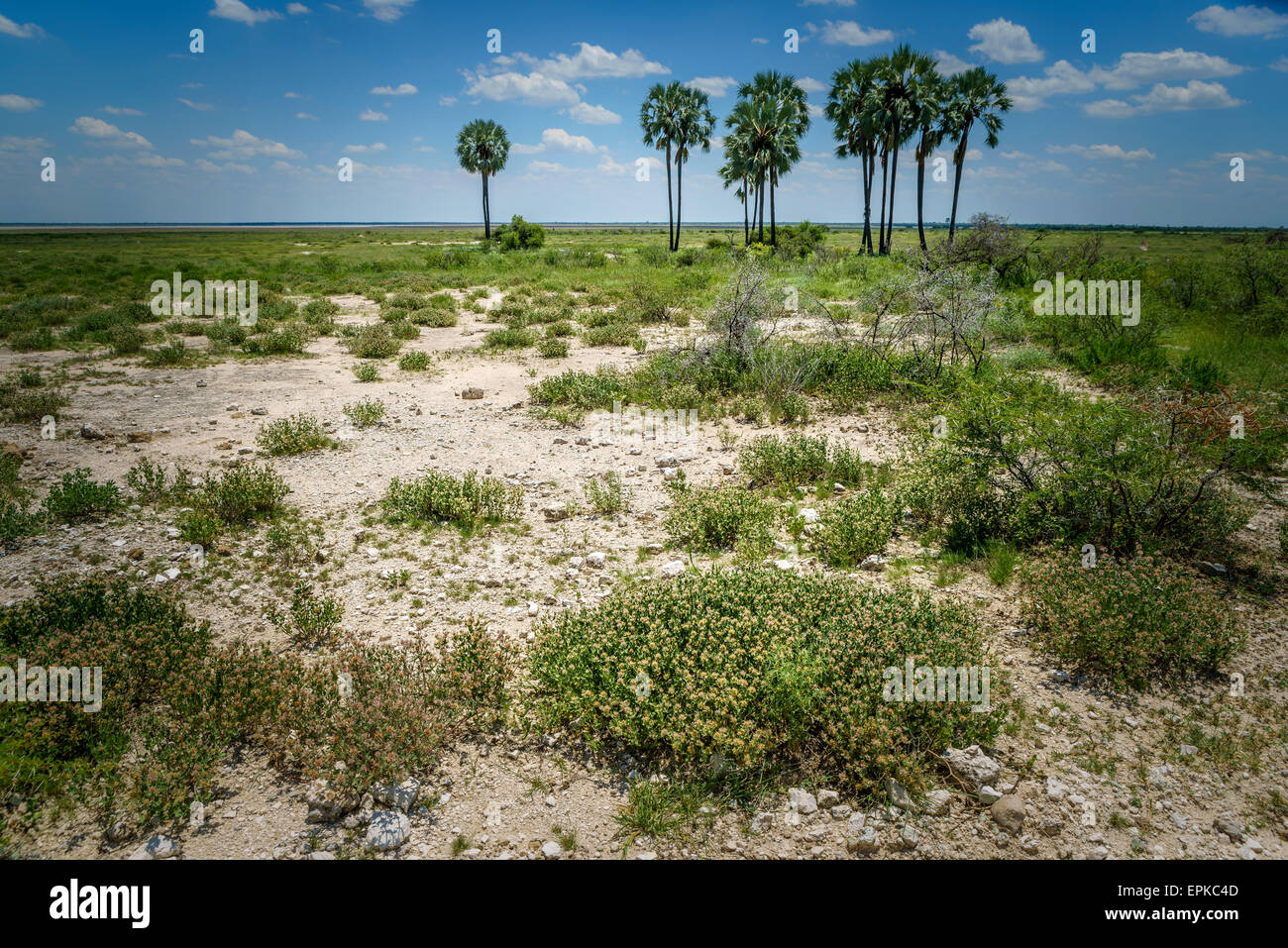 Acacias, Etosha National Park, Namibie, Afrique Banque D'Images