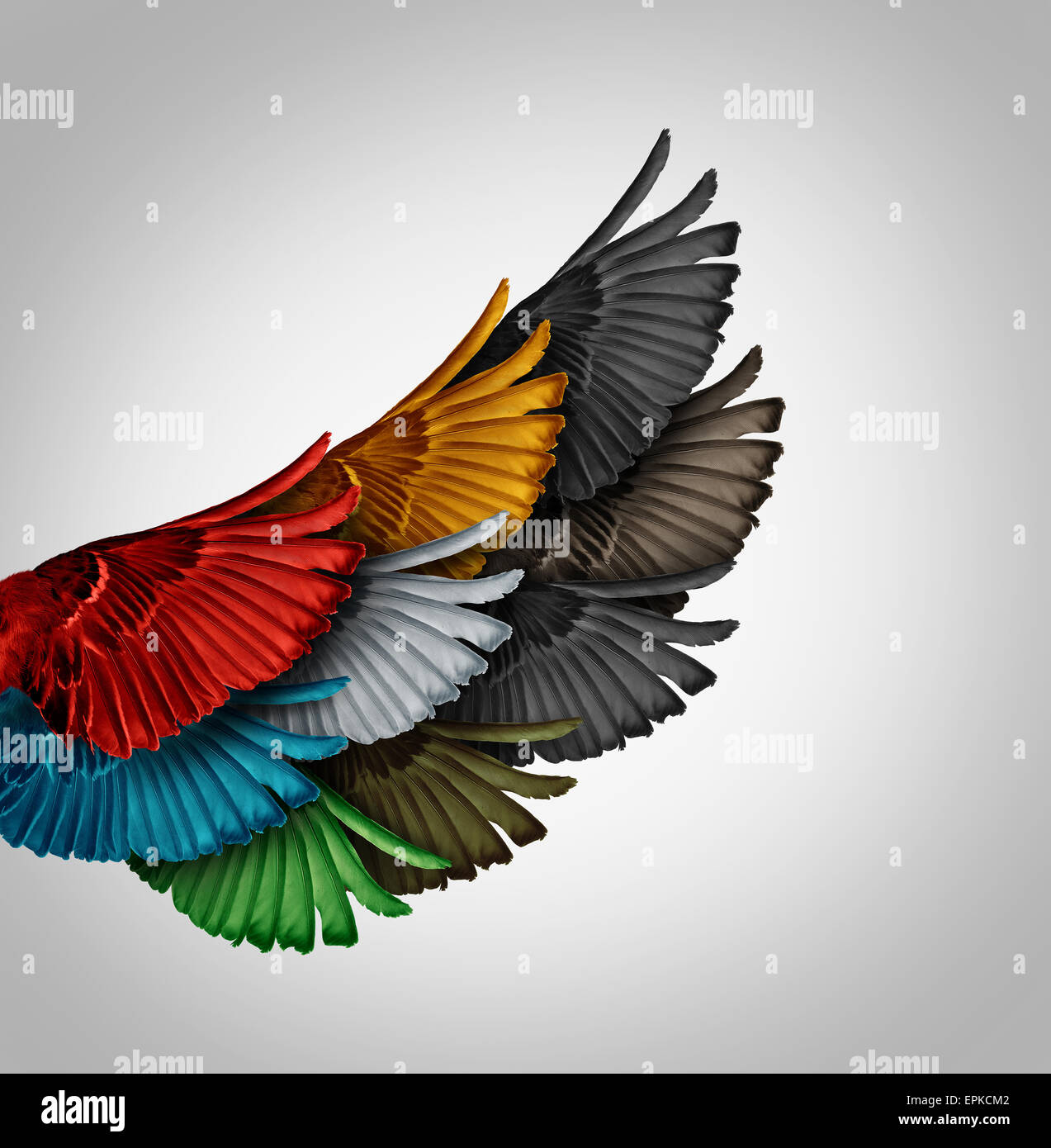 Concept de l'Alliance et l'idée d'entreprise travaillent ensemble comme un groupe diversifié d'ailes d'oiseaux venant en tant qu'un pour former un puissant géant aile comme une métaphore pour la réussite de la coopération la synergie et le soutien aux employés. Banque D'Images