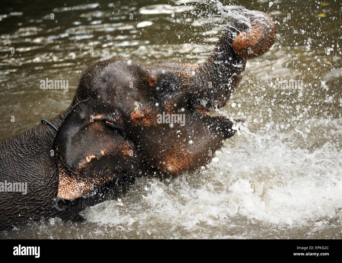 L'éléphant dans l'eau Banque D'Images