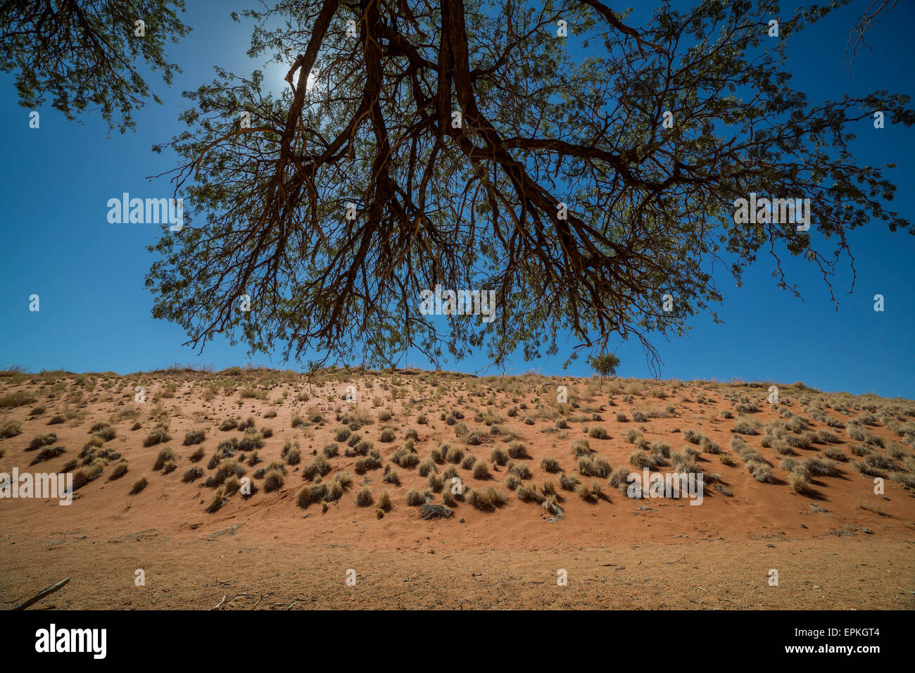 Arbres, Okonjima, Namibie, Afrique du Sud Banque D'Images