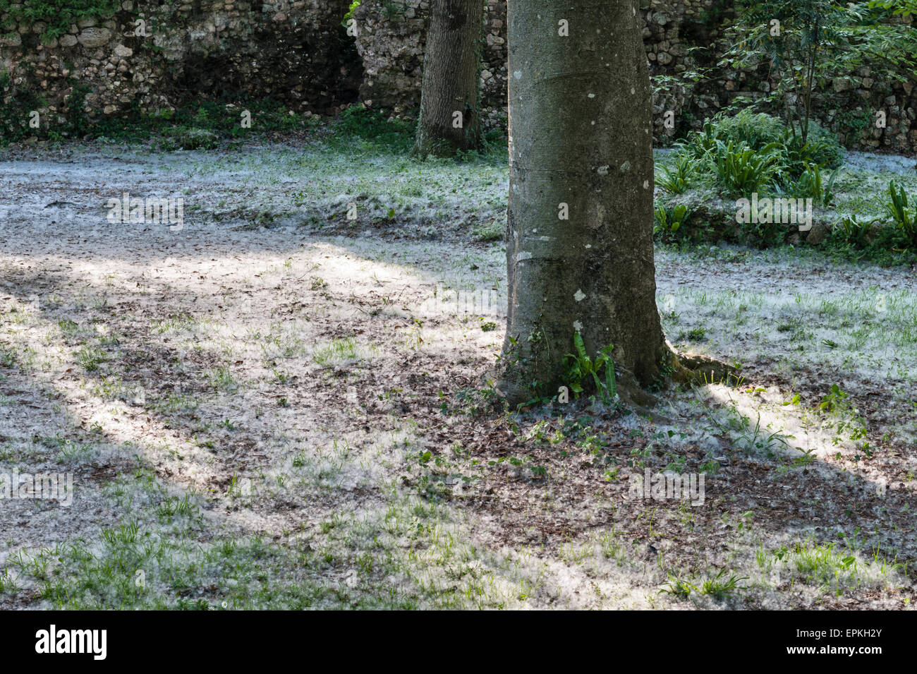 Les jardins romantiques de Ninfa, Latium, Italie. Les graines de peupliers (populus) forment des dérives profondes ressemblant à de la neige sur le sol au début de l'été Banque D'Images