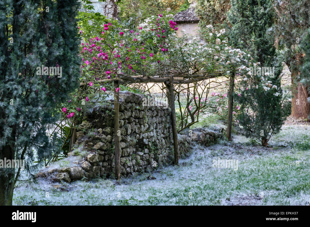 Les jardins de Ninfa, lazio, Italie. Les graines de peupliers (Populus) former des congères sur le terrain au début de l'été Banque D'Images