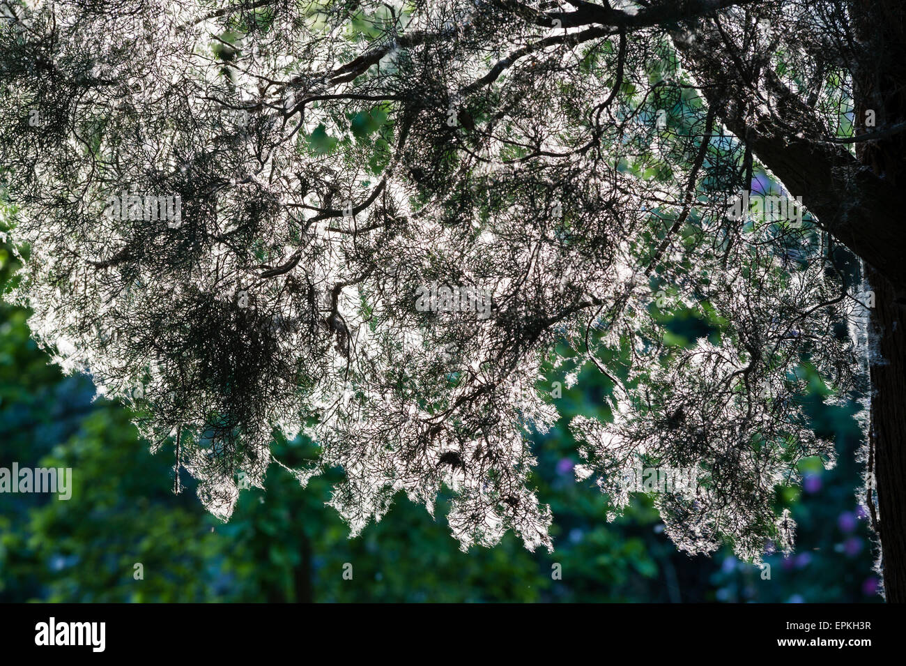 Les jardins de Ninfa, lazio, Italie. Les graines de peupliers (Populus) couvrent tout, au début de l'été Banque D'Images