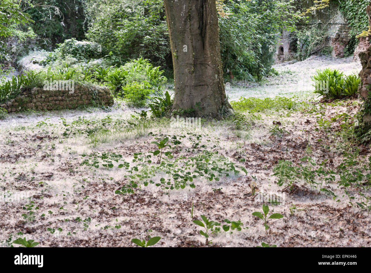Les jardins romantiques de Ninfa, Latium, Italie. Les graines de peupliers (populus) forment des dérives profondes ressemblant à de la neige sur le sol au début de l'été Banque D'Images