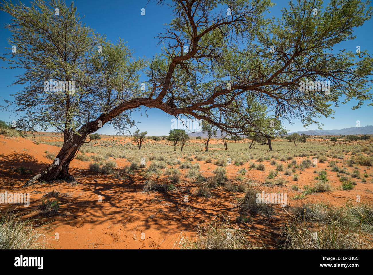 Arbres, Okonjima, Namibie, Afrique du Sud Banque D'Images