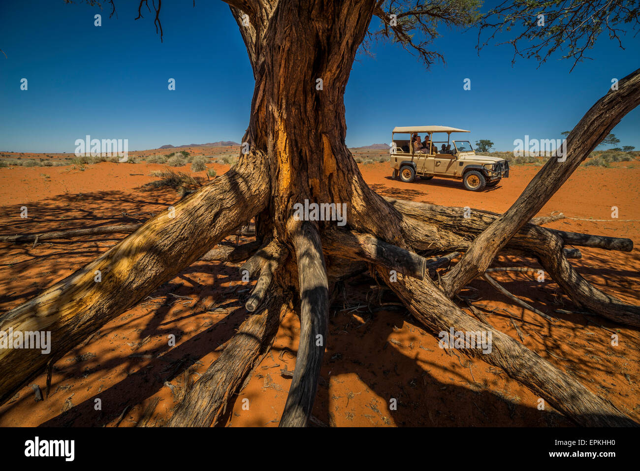 Grand arbre et l'jeep, Okonjima, Namibie, Afrique du Sud Banque D'Images
