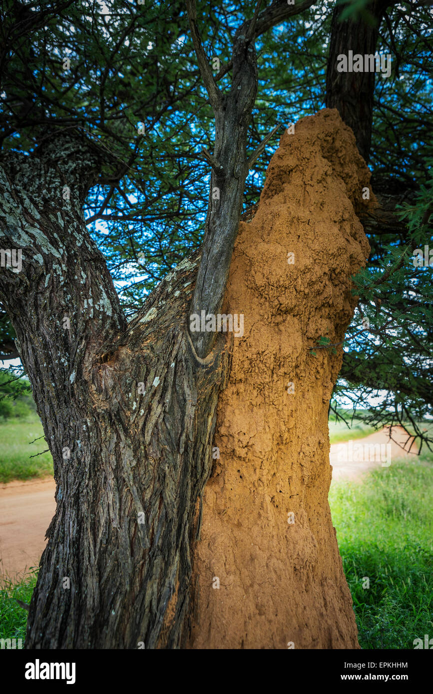 Termitière sur arbre, Okonjima, Namibie, Afrique du Sud Banque D'Images