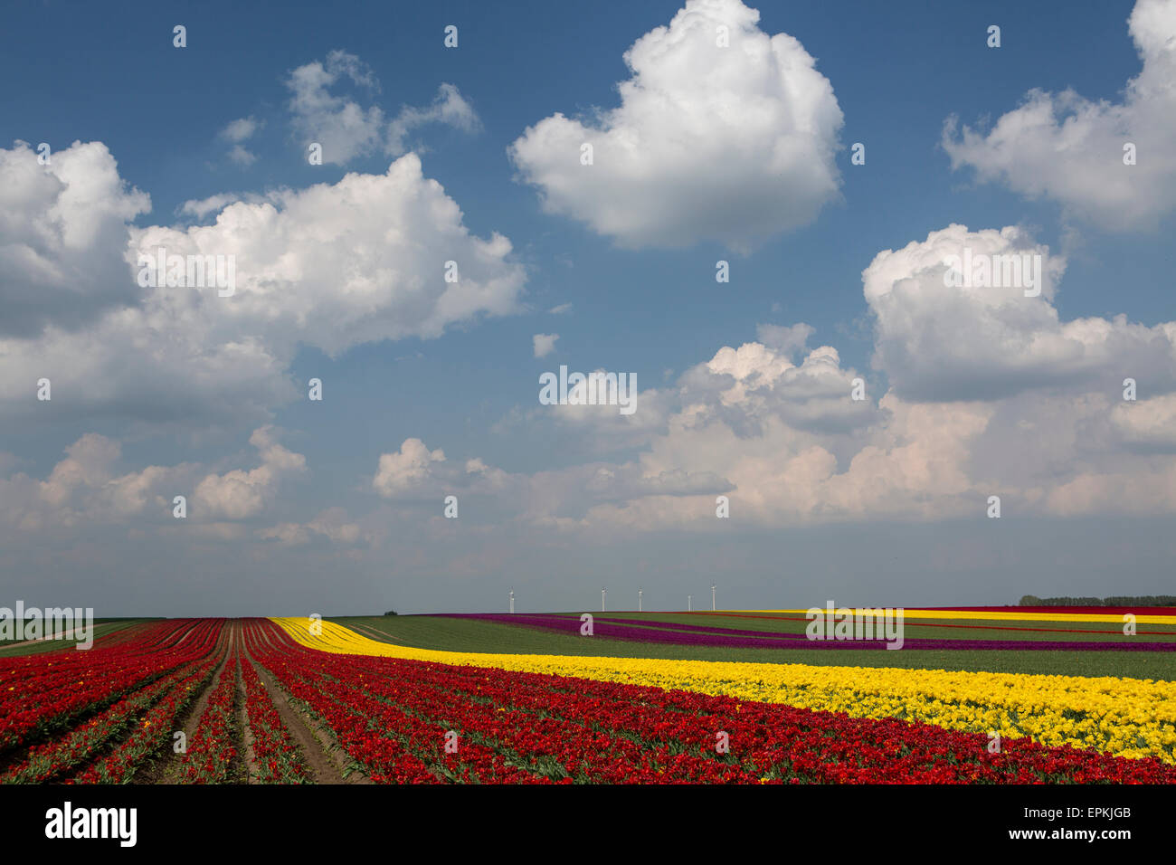 L'Allemagne, les champs de tulipes Banque D'Images