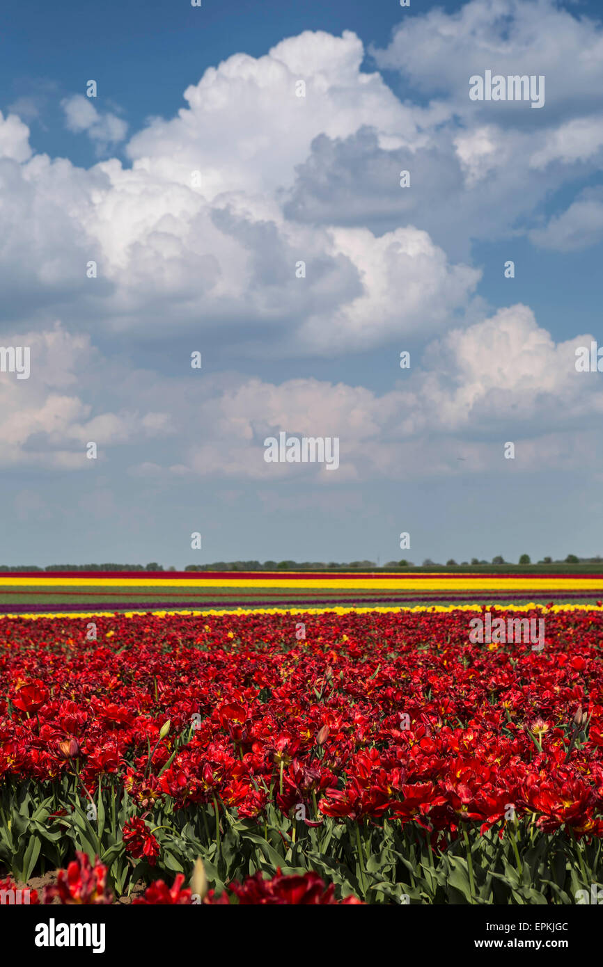 L'Allemagne, les champs de tulipes Banque D'Images
