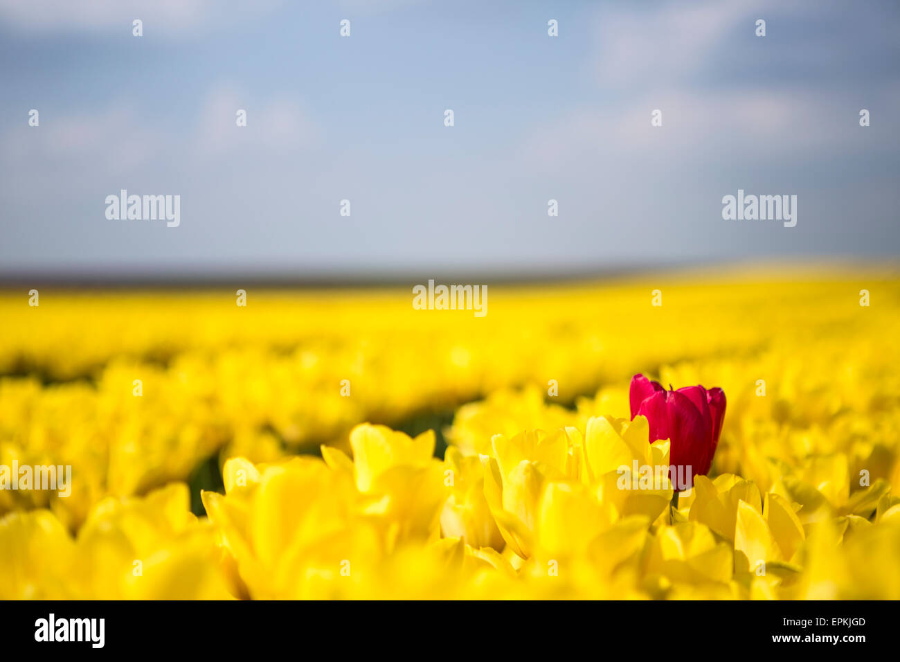 Allemagne, champ de tulipes jaunes avec une seule tulipe rouge Banque D'Images