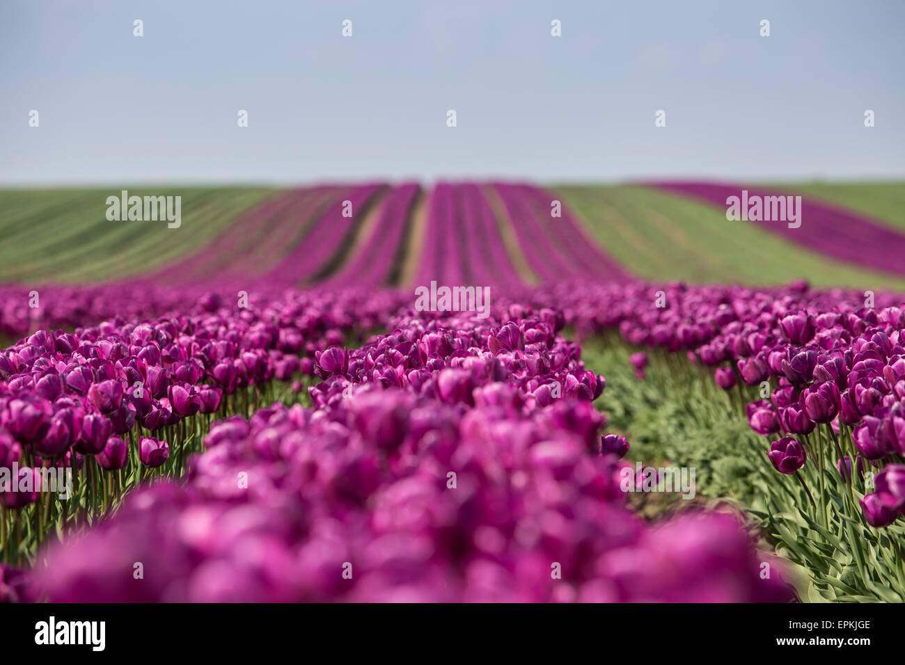 L'Allemagne, les champs de tulipes violet Banque D'Images