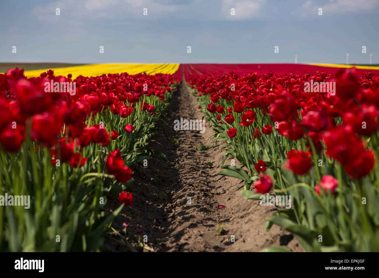 L'Allemagne, les champs de tulipes rouges Banque D'Images