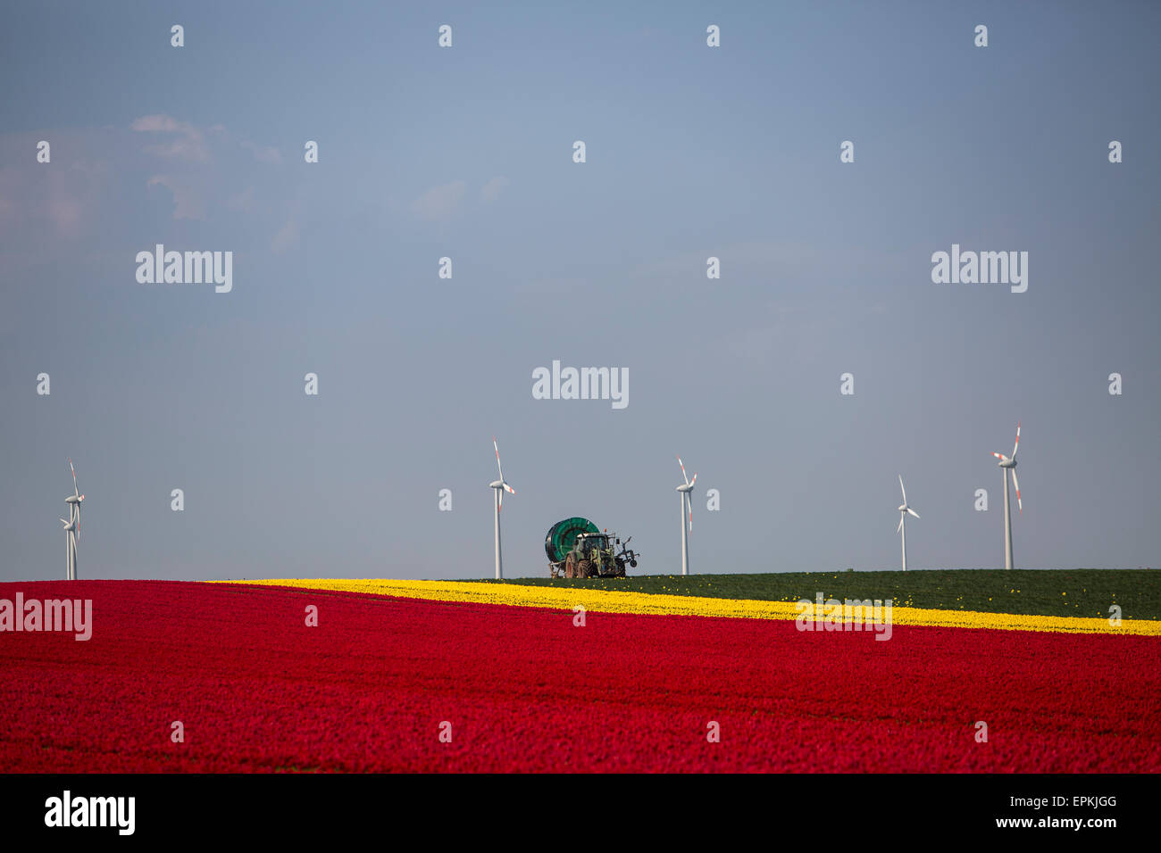 L'Allemagne, les champs de tulipes avec le tracteur et les roues du vent à l'arrière-plan Banque D'Images