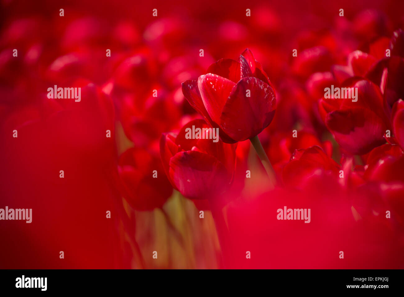 Allemagne, champ de tulipes rouges Banque D'Images