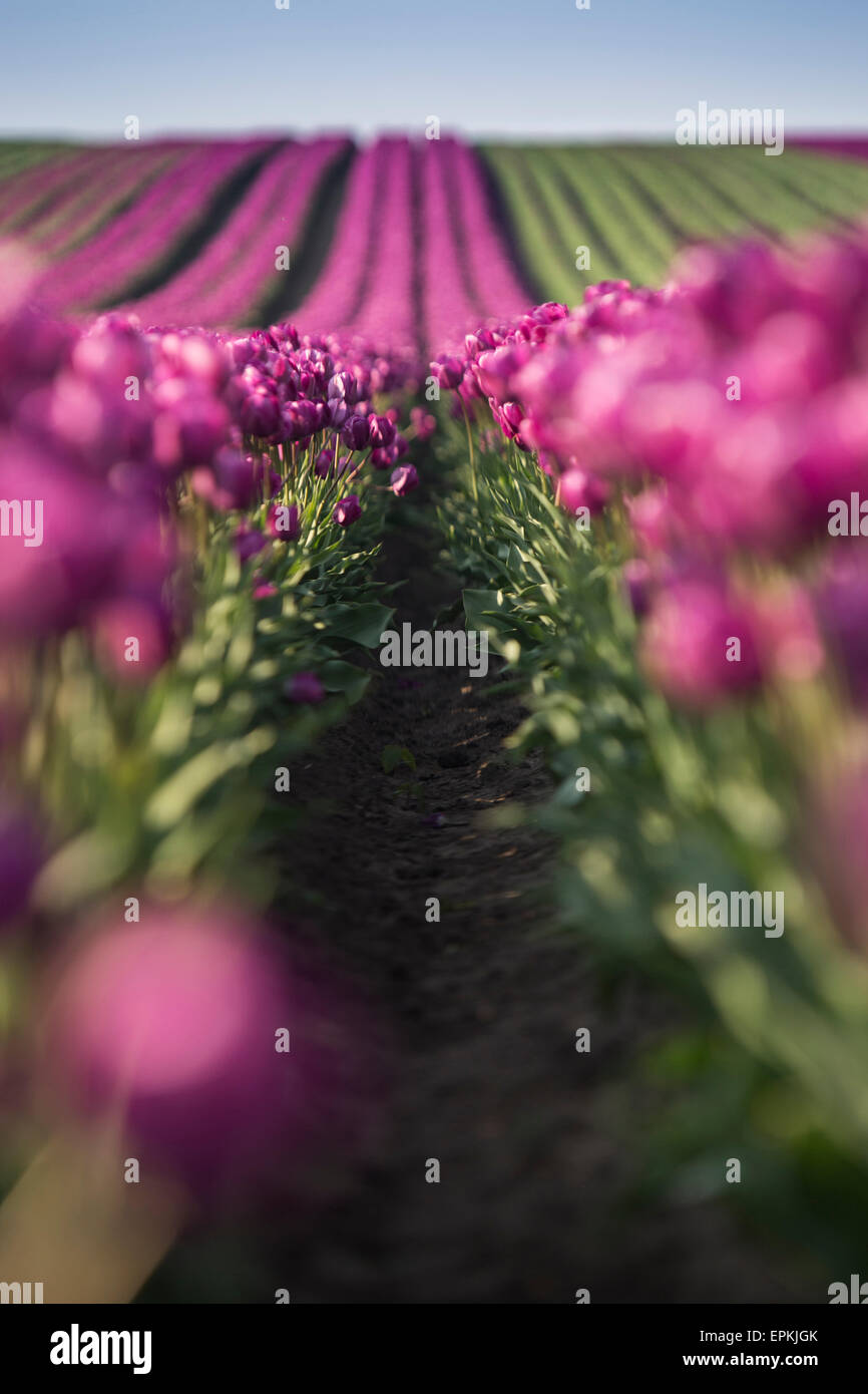 L'Allemagne, les champs de tulipes violet Banque D'Images