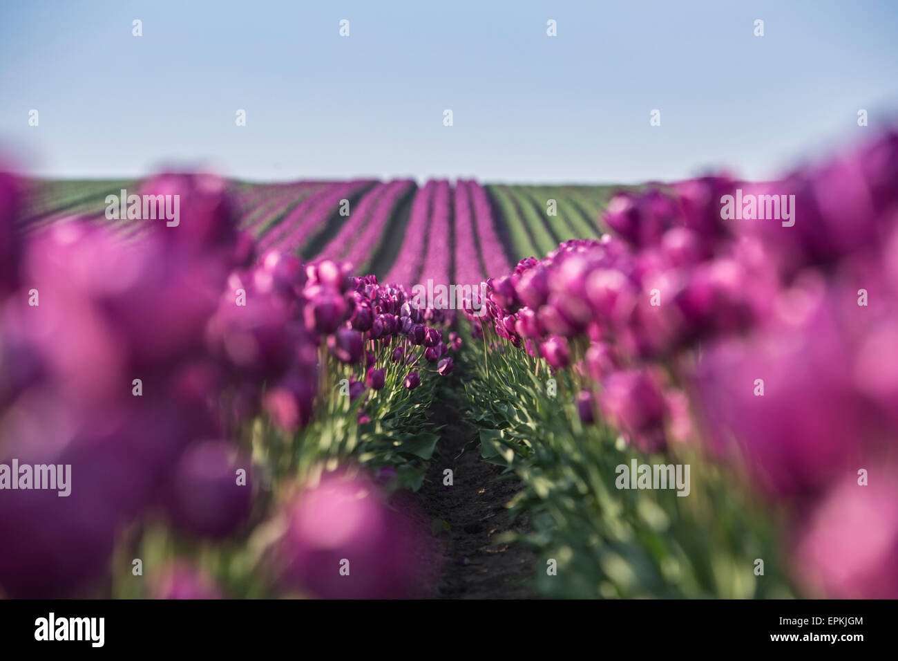 L'Allemagne, les champs de tulipes violet Banque D'Images