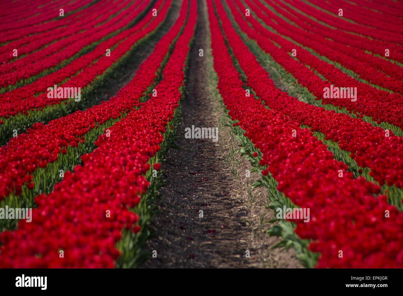 L'Allemagne, de lignes d'une tulipe rouge Banque D'Images