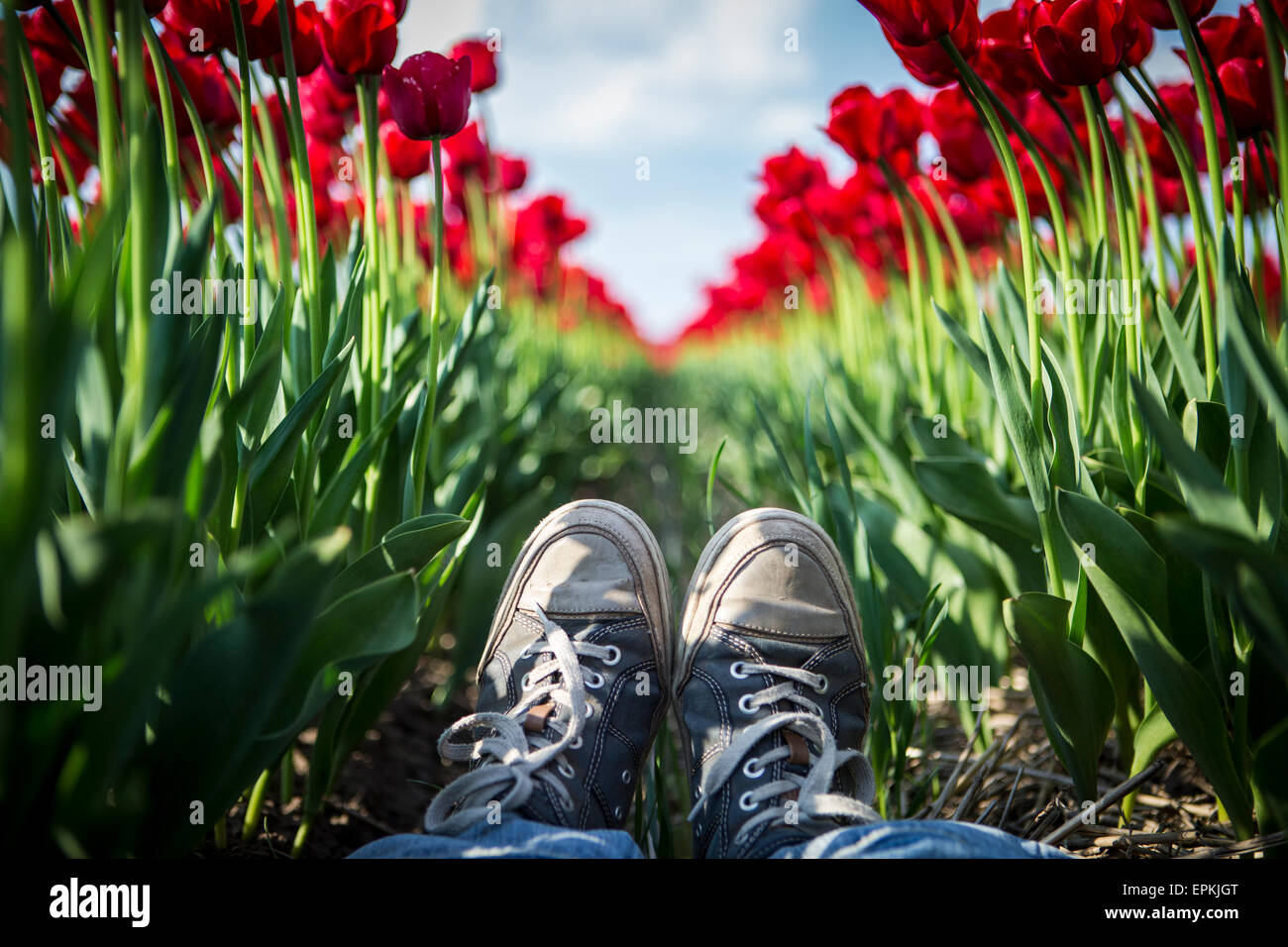 Allemagne, woman's pieds dans un champ de tulipes rouges Banque D'Images
