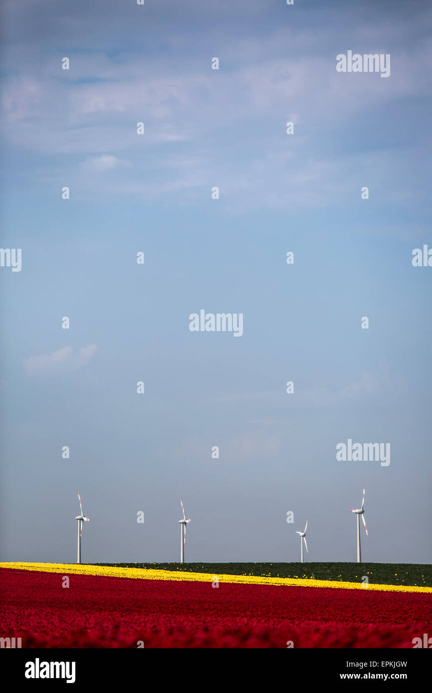 Allemagne, champs de tulipes et les roues du vent à l'arrière-plan Banque D'Images