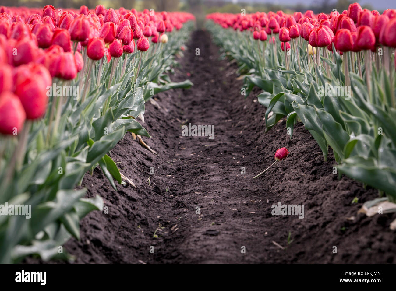 Allemagne, Magdeburg Boerde, passage dans un champ de tulipes rouges Banque D'Images