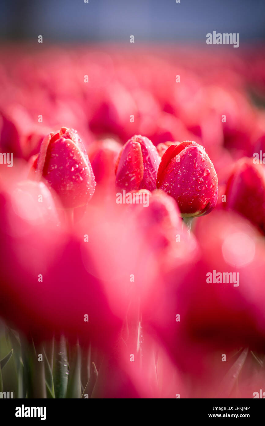 Champ de tulipe rouge Banque D'Images