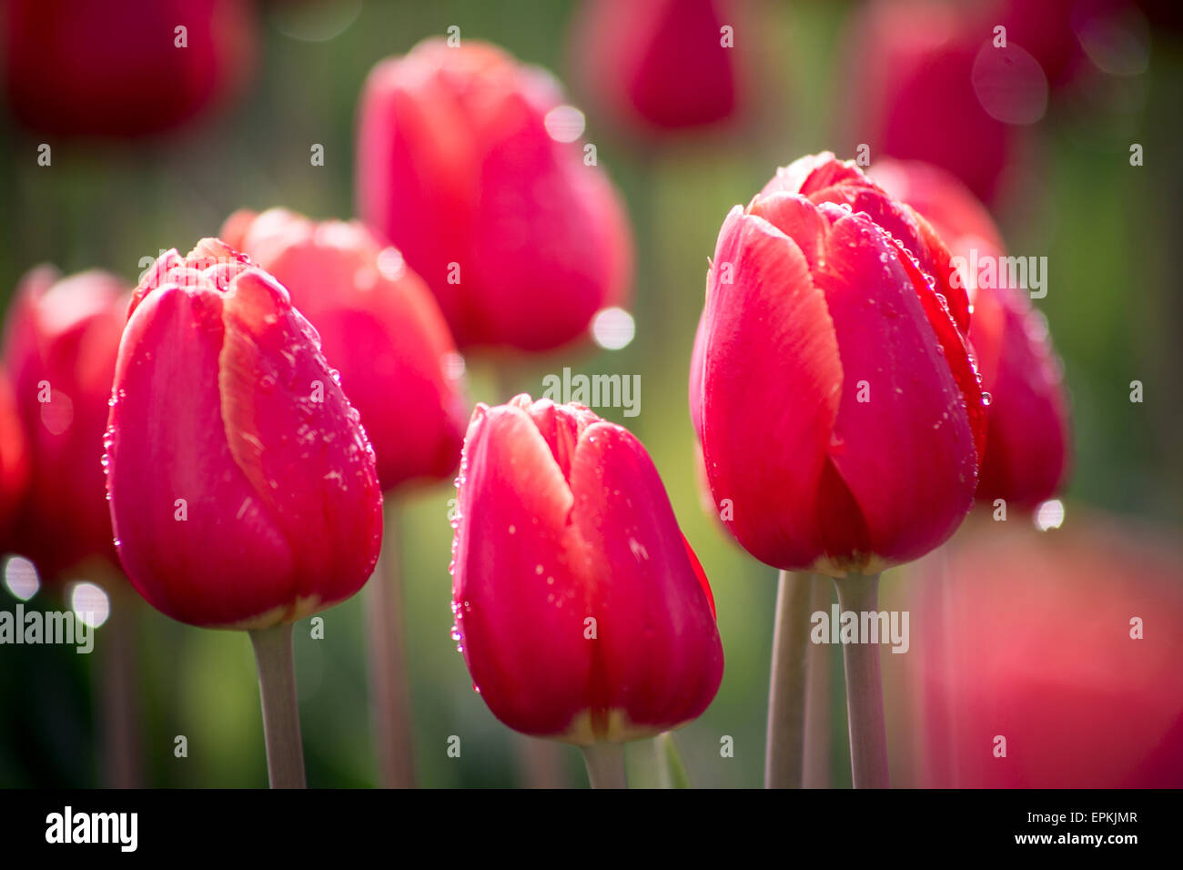 Tulipes rouges humides Banque D'Images