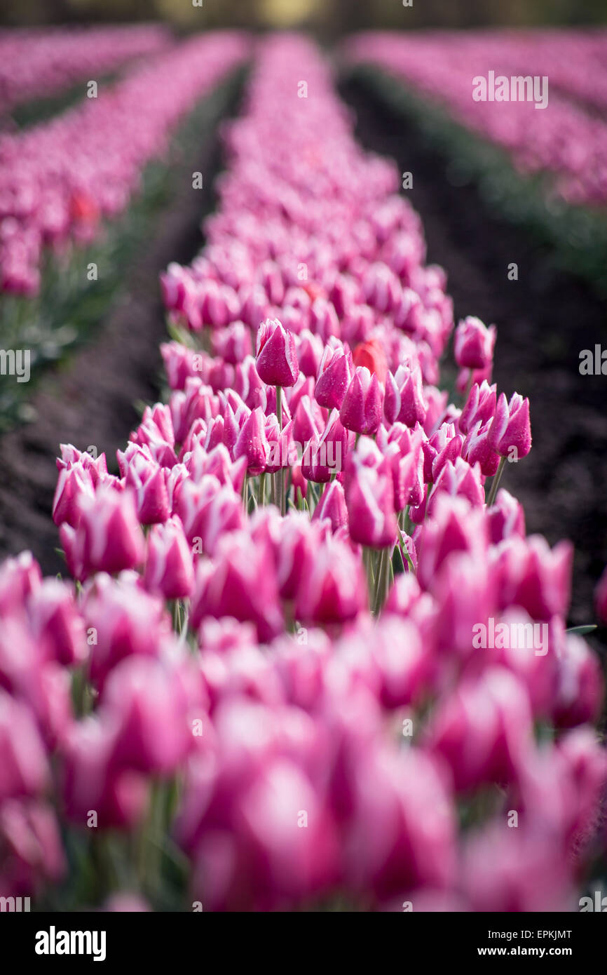 Champ de tulipes Banque D'Images