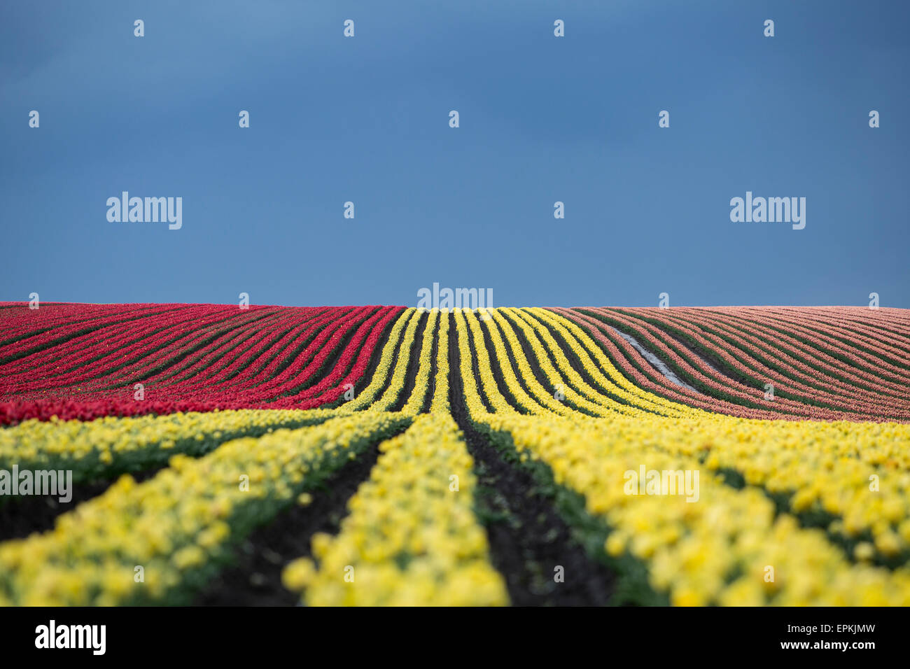Allemagne, Magdeburg Boerde, champs de tulipes en face de ciel bleu Banque D'Images
