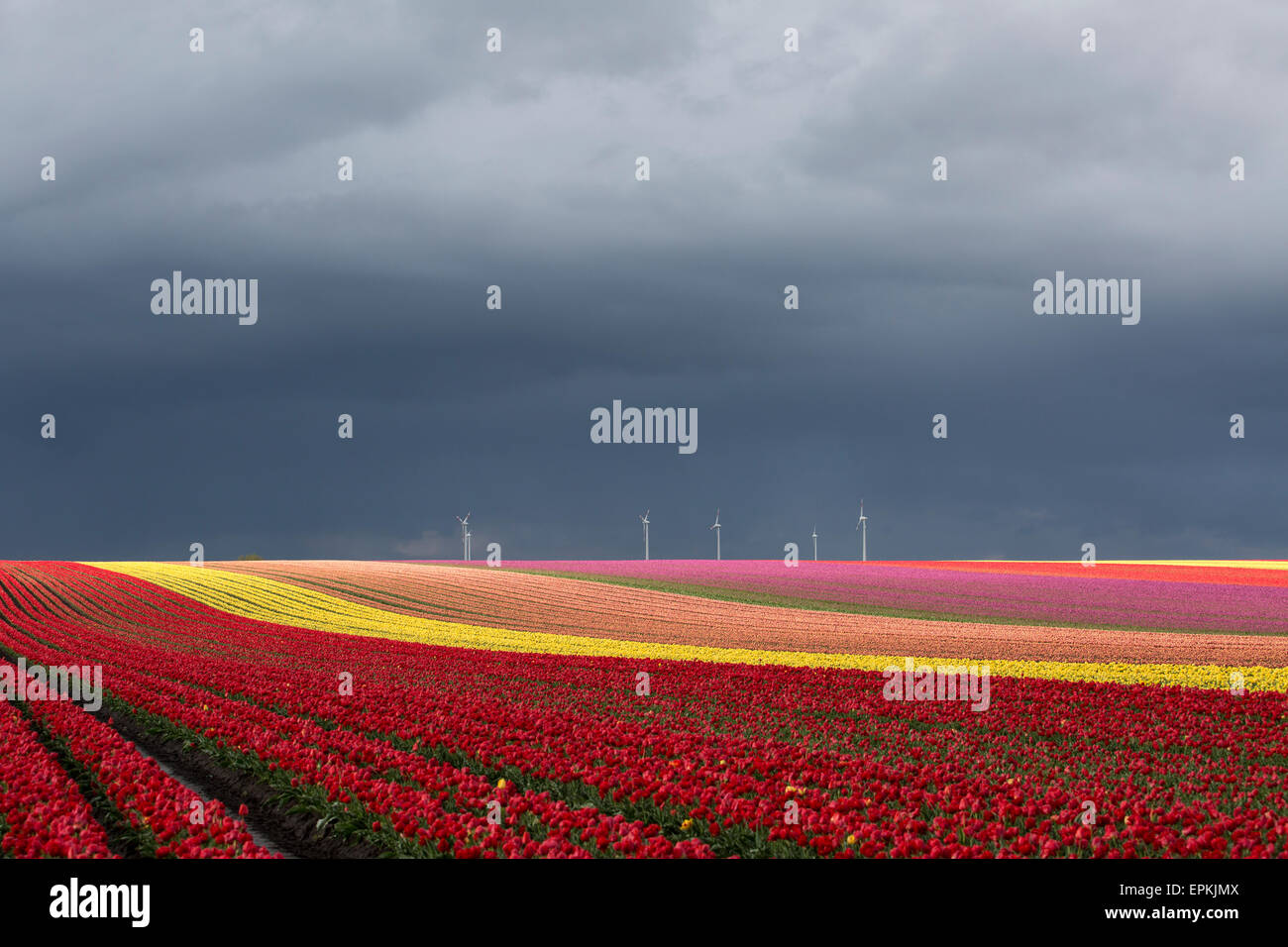 Allemagne, Magdeburg Boerde, champs de tulipes et les roues du vent en face de ciel d'orage Banque D'Images