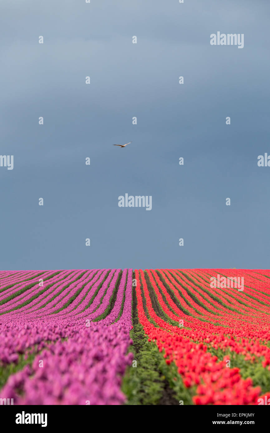 Allemagne, Magdeburg Boerde, champs de tulipes Banque D'Images