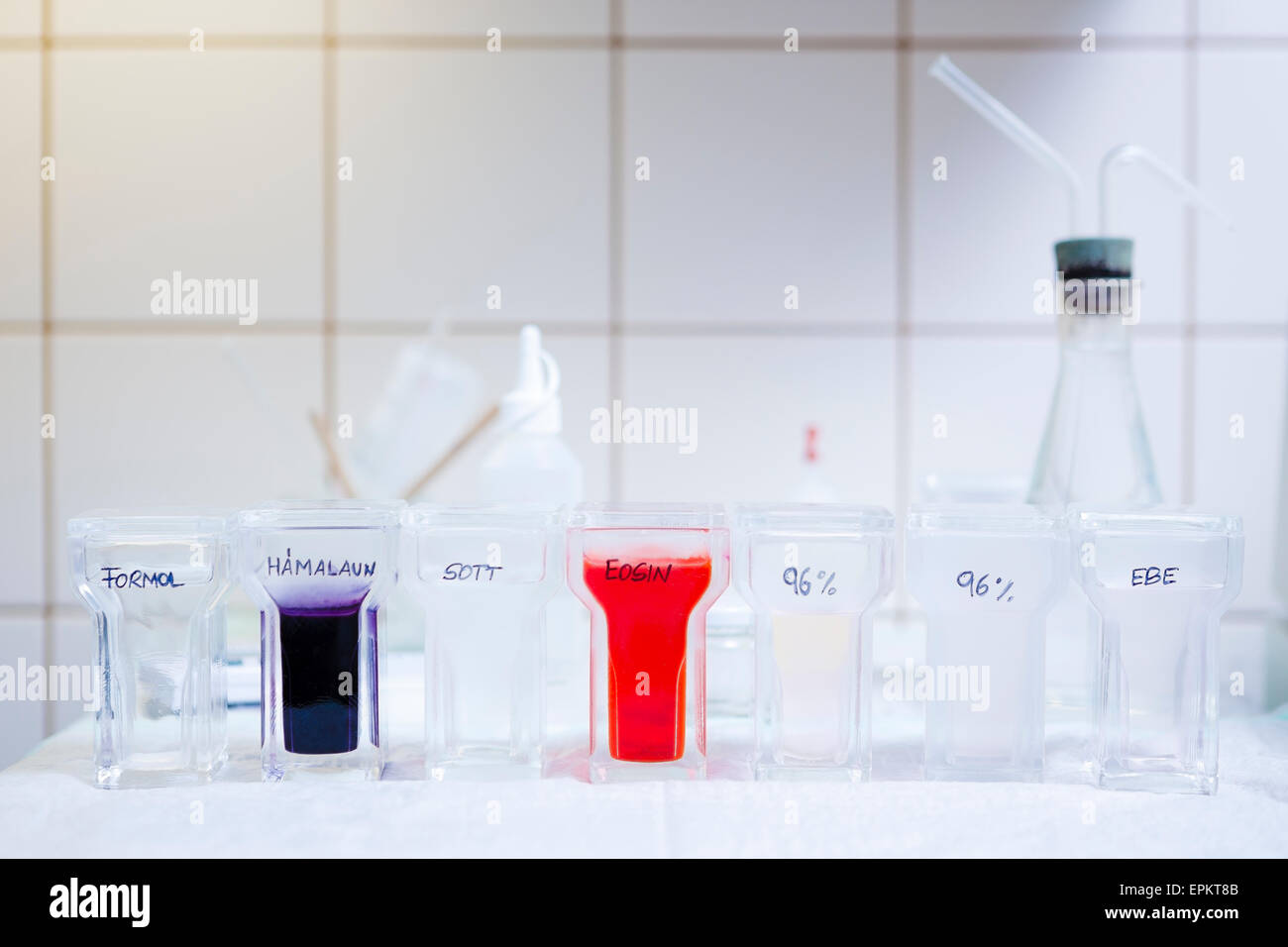 L'examen histologique avec bain de teinture Banque D'Images