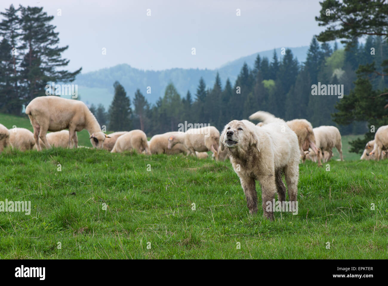 Chien berger gardant troupeau de moutons traditionnels sur les collines dans les montagnes des Tatras polonaises,Pologne. Banque D'Images