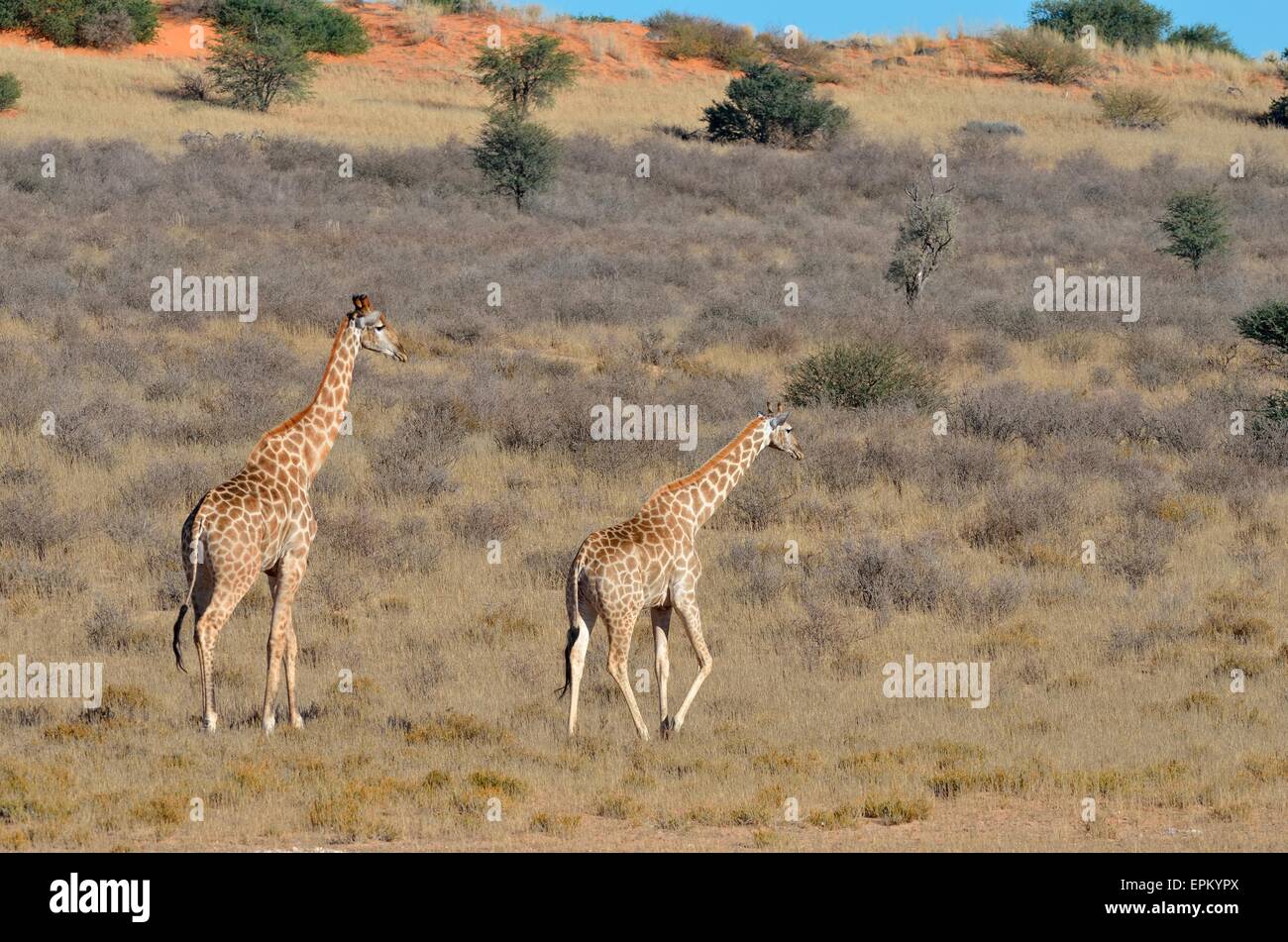 Les Girafes (Giraffa camelopardalis), hommes et femmes, marchant dans l'herbe sèche, Kgalagadi Transfrontier Park, Afrique du Sud, l'Afrique Banque D'Images